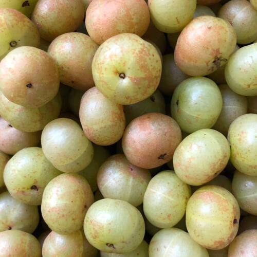 现摘新鲜油柑子余甘子青油甘果余甘果牛甘果滇油橄榄酸水果包邮 - 图1