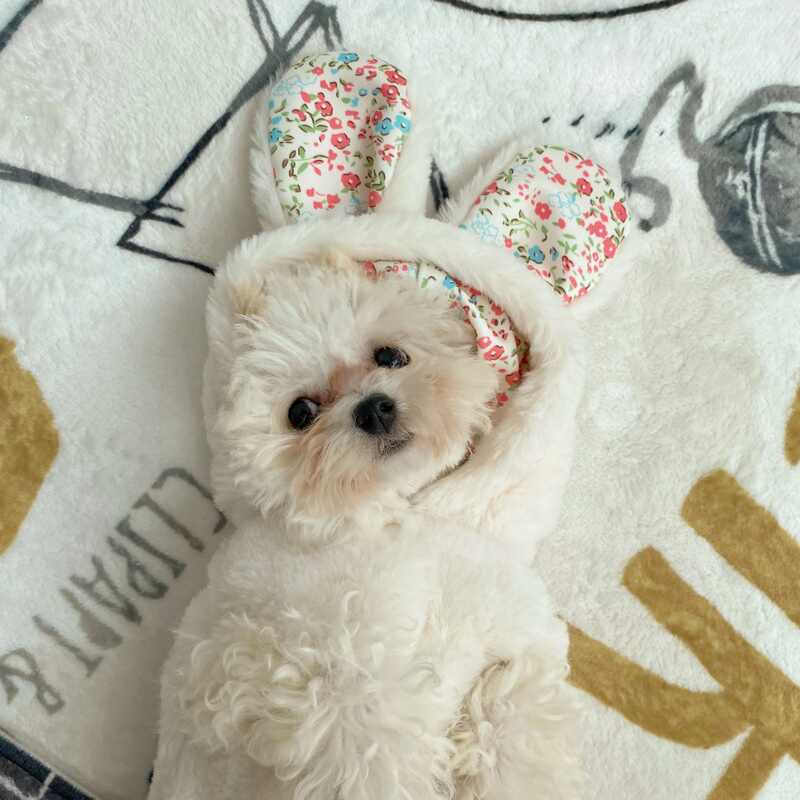 宠物狗防寒服 新人首单立减十元 21年9月 淘宝海外