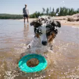 Дорожное фрисби, игрушка, США, домашний питомец