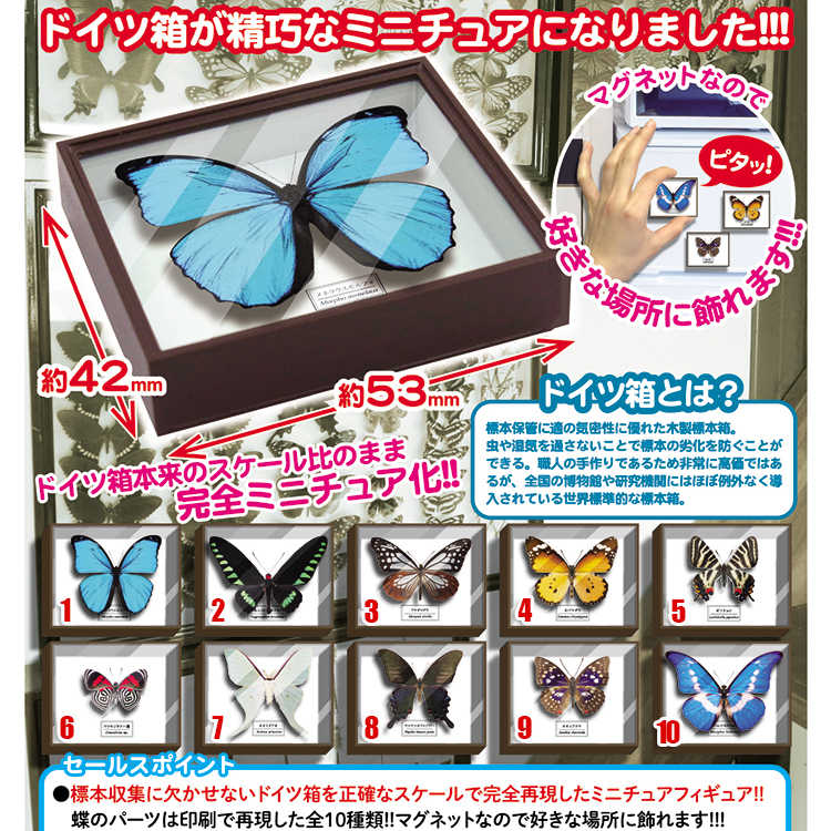蝴蝶標本盒 新人首單立減十元 21年9月 淘寶海外