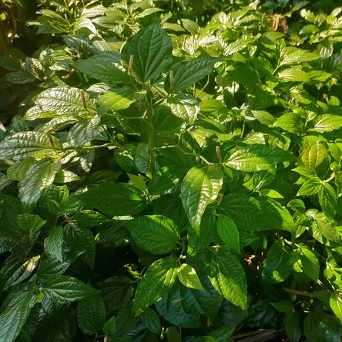 蛤蝼叶海南食用野菜新鲜篓叶山捞叶青蒌越南菜假蒌叶哈喽叶蛤蒌叶_虎窝淘