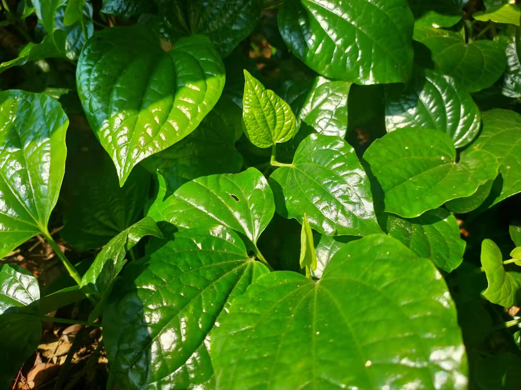 蛤蝼叶海南食用野菜新鲜篓叶山捞叶青蒌越南菜假蒌叶哈喽叶蛤蒌叶_虎窝淘