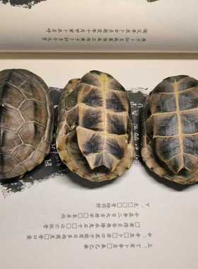龟趣天然完整真乌龟壳富甲天下手把件挂件装饰微瑕链接