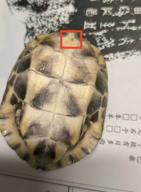 清仓价促销龟趣天然完整真乌龟壳富甲天下手把件挂件装饰微瑕链接
