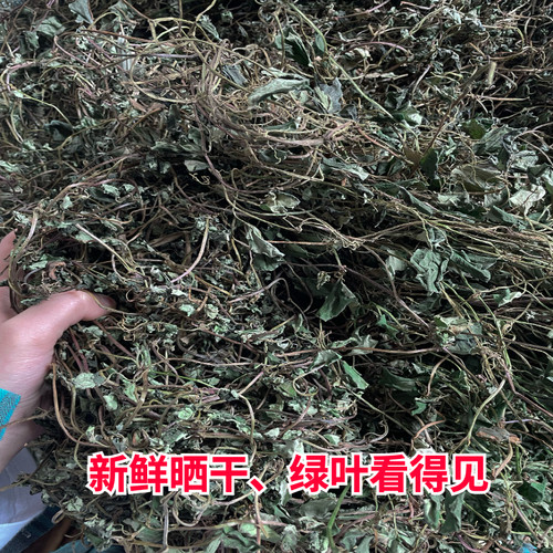 新货中药材金钱草四川大叶金钱草中草药纯野生溶石茶过路黄500g - 图1