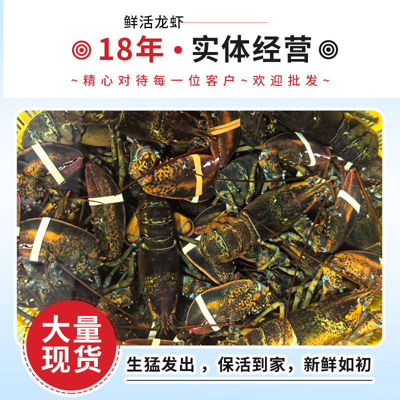 【保活到家】波士顿龙虾鲜活加拿大特大龙虾新鲜活虾包鲜顺丰包邮,淘宝优惠券,粉丝福利购,淘宝优惠卷