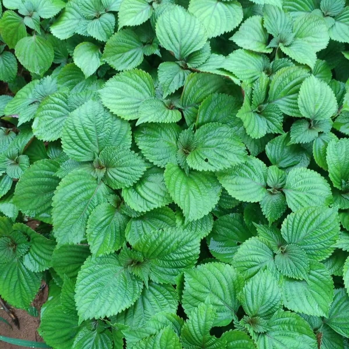 可食用紫苏苗20棵带土带根发货大叶新鲜紫苏幼苗四季盆栽阳台种植-图2