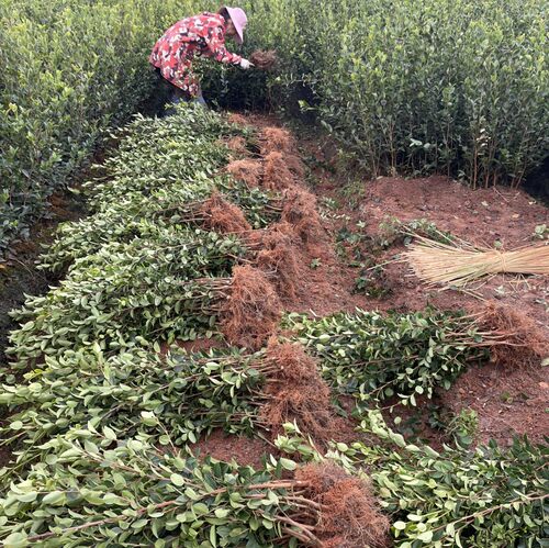 油茶树苗高产嫁接油茶苗茶籽树苗白花中大果南方种植包邮带土发货 - 图1