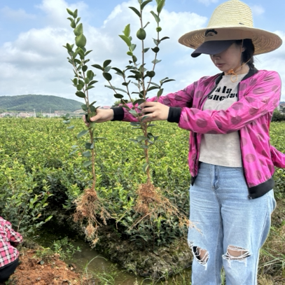 油茶树苗高产嫁接油茶苗茶籽树苗白花中大果南方种植包邮带土发货 - 图2