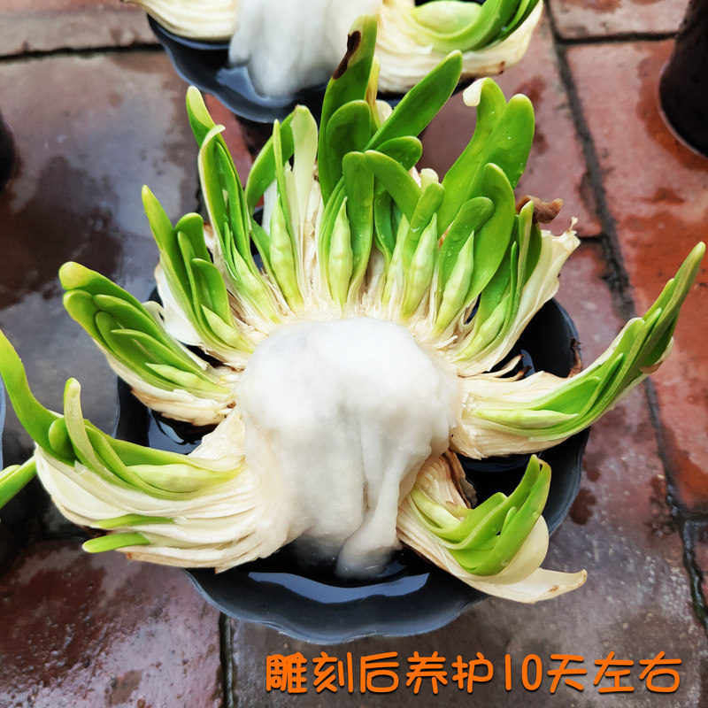 【雕刻水仙】漳州水仙花种球已雕刻好未泡水带花苞水培花卉盆栽养,淘宝优惠券,粉丝福利购,淘宝优惠卷