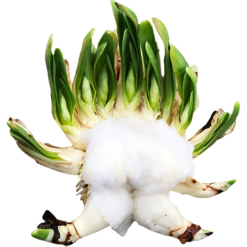 【雕刻水仙】漳州水仙花种球已雕刻好未泡水带花苞水培花卉盆栽养,淘宝优惠券,粉丝福利购,淘宝优惠卷