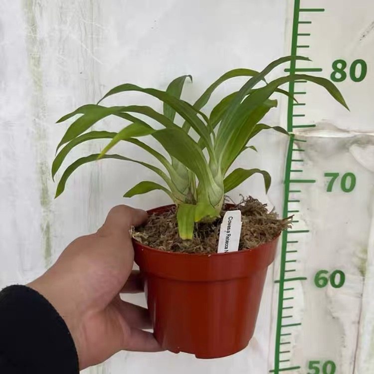 妖精兰粉妖精室内外绿植花卉,淘宝优惠券,粉丝福利购,淘宝优惠卷