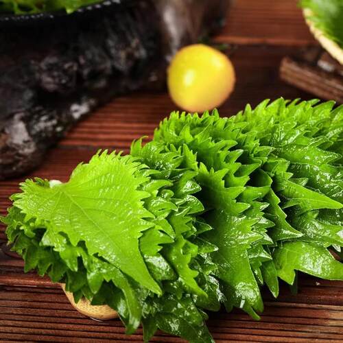新鲜苏子叶可食用大叶三文鱼海鲜刺身日本寿司料理摆盘装饰紫苏叶 - 图3