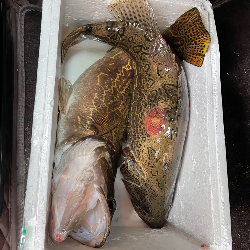 鳜鱼专用路亚钓鱼小药软饵米诺铅头钩t尾野钓假饵料浓腥味诱鱼剂,淘宝优惠券,粉丝福利购,淘宝优惠卷