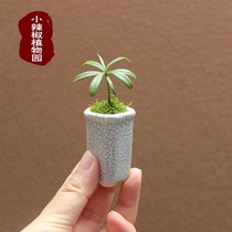 Small leaves Poison fingertip miniature office Mini evergreen potted room table small swing piece view leaf green plant