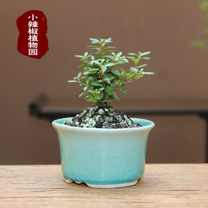 早乙女小町杜娟姬杜鹃花小叶绿植盆栽微型掌上盆景小老桩素材苗,淘宝优惠券,粉丝福利购,淘宝优惠卷