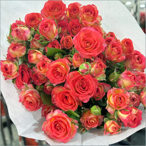 多头小玫瑰泡泡云南直发鲜花花束速递同城苏菲宝贝家用教师节礼物 - 图0