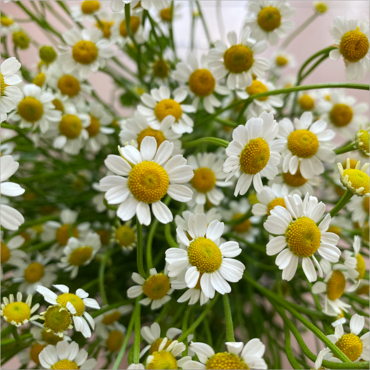 洋甘菊鲜花花束云南直发基地昆明速递同城家用生日520情人节礼物