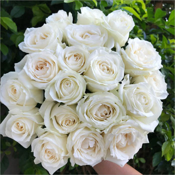 ດອກກຸຫລາບ Elsa cappuccino bouquet Yunnan base delivery to the same city 520 ຂອງຂວັນວັນແຫ່ງຄວາມຮັກ
