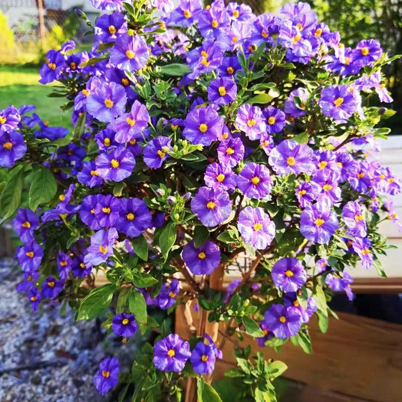 蓝花茄多年生耐热盆栽小灌木庭院花卉花园植物绿植开花易活耐修剪-图0