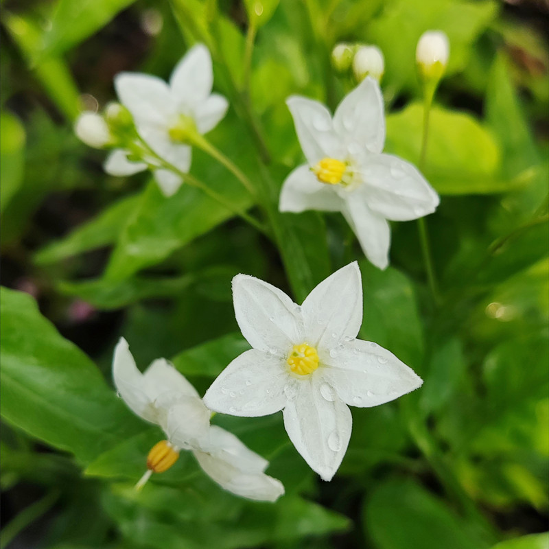 白花悬星藤素馨攀援爬藤植物庭院阳台花墙耐热耐寒多年生四季常绿-图0