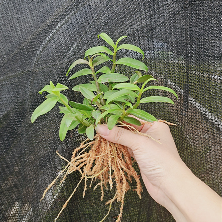 铁皮石斛苗原产地直发带根1年生石斛苗可食用花卉种植阳台观赏盆