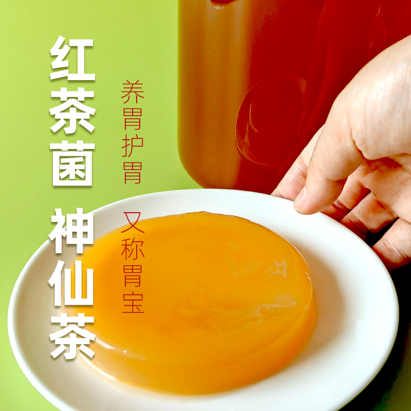 正宗红茶菌母菌海宝胃宝醋蛾子康普茶菌种 Kombucha Scoby - 图0