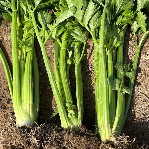 美国文图拉西芹种子高产芹菜种籽 西芹菜籽种 春秋季播蔬菜苗秧 - 图0