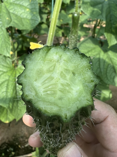 黄瓜种子种籽富阳二号F1 春夏秋露天温室大棚蔬菜种苗高产苗 - 图1