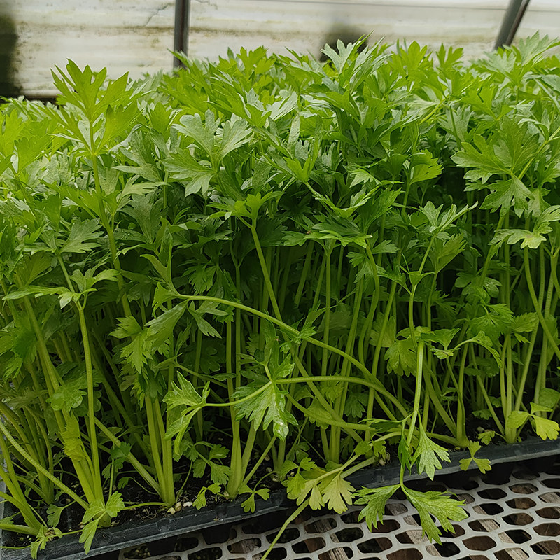 寿光当季蔬菜苗生菜秧芹菜空心菜带根韭菜四季盆栽阳台菜带土球秋