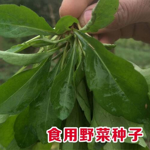 野生马兰头种子食用野菜四季播易种鸡毛菜菜园阳台盆栽马齿苋种子 - 图0