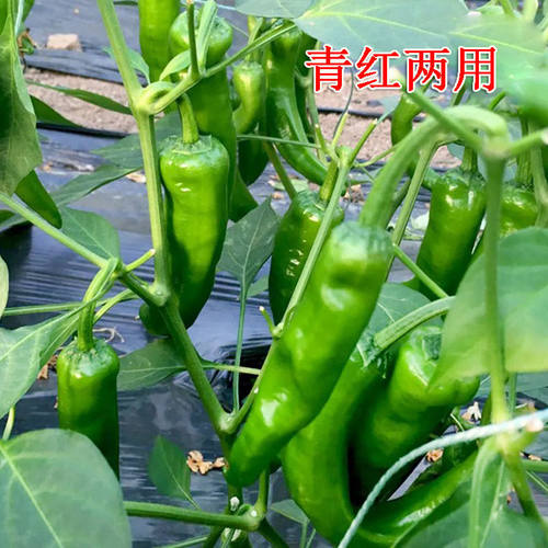 湖南15号辣妹子辣椒种子青椒红椒干椒辣椒种籽高产春秋季四季蔬菜 - 图0