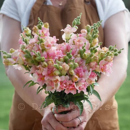 【盆栽苗】金鱼草 乙女心双子星切花 耐热春夏季开花阳台庭院花卉 - 图2