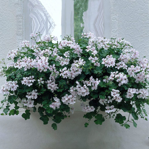 2株垂吊钓直立天竺葵花苗种子小苗重四季种开花盆栽阳台庭院冬季 - 图0