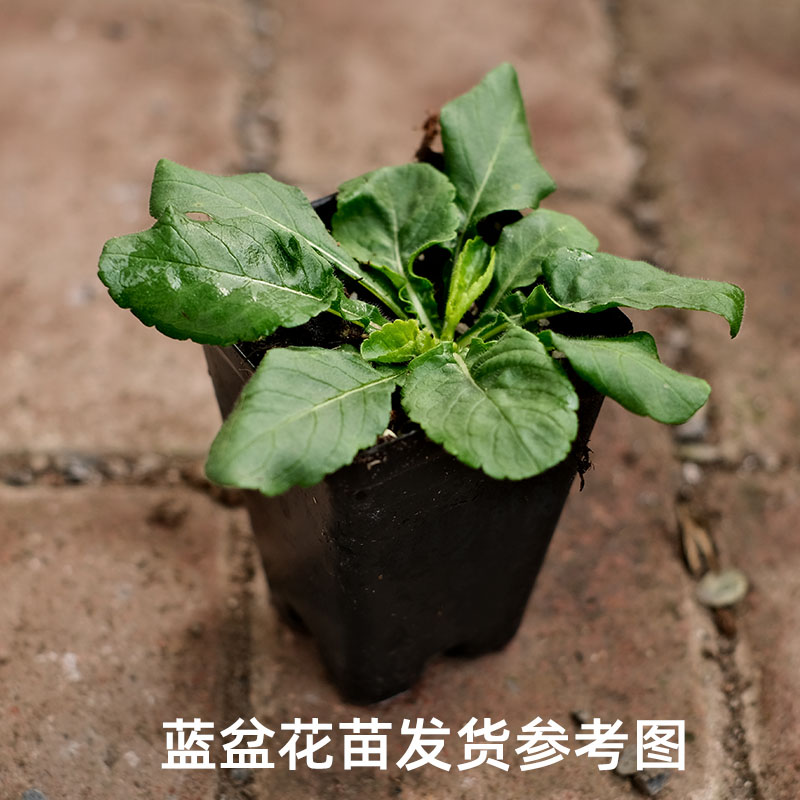 逸棵蓝盆花花苗种子苗多年生春季四季种开花阳台庭院室内外易种活 - 图1