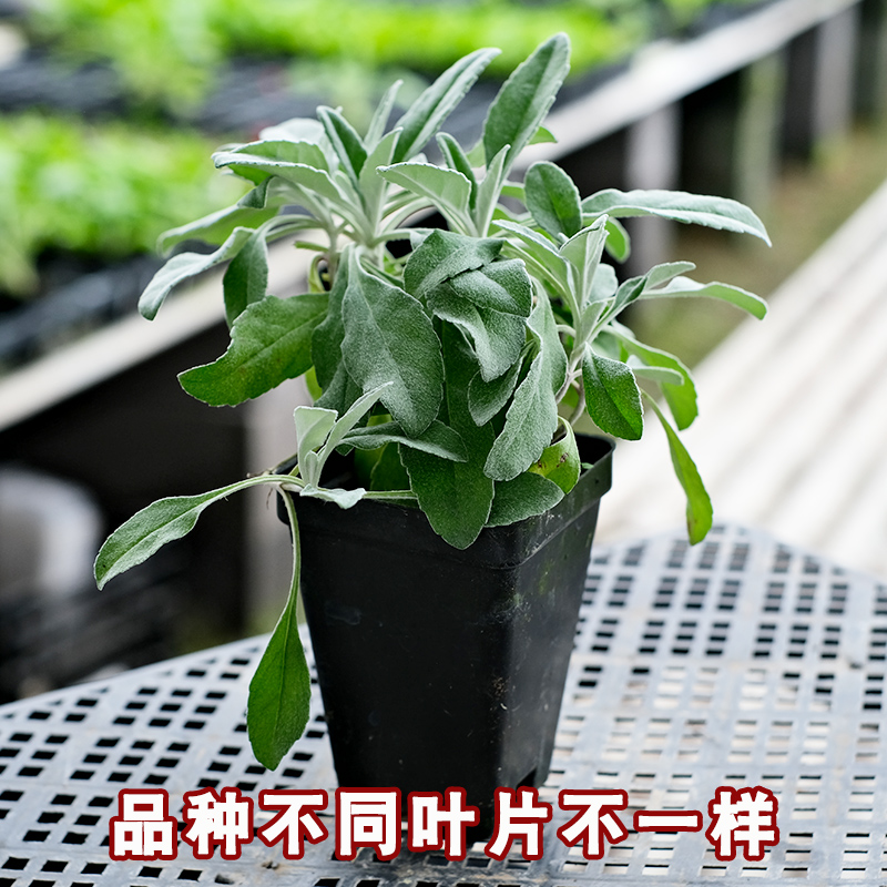 多年生穗花婆婆纳种子苗花苗银叶四季开花盆栽室内外阳台庭院易种 - 图1