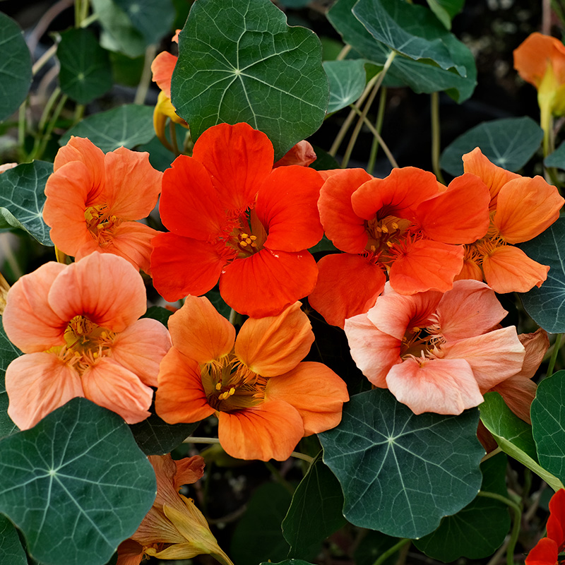 旱金莲花苗种子苗爬藤植物垂吊重瓣花叶大苗阳台庭院四季开花室外 - 图2