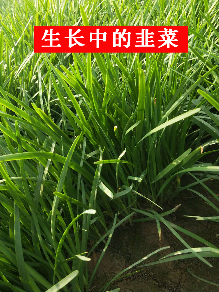 韭菜根苗现挖韭菜苗本地四季宽叶紫根阳台蔬菜种菜种籽韭菜籽种子 - 图0