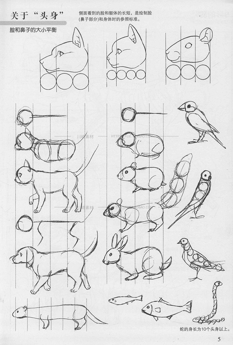 动物画法基础教程生物动态结构肌肉骨骼骨架绘画线稿手绘参考素材 - 图1