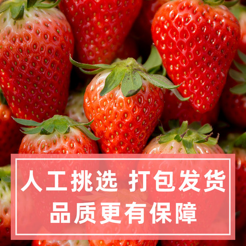 新鲜冷冻草莓水果速冻草莓冰冻草莓2斤商用奶茶店榨汁用烘焙奶昔 - 图0