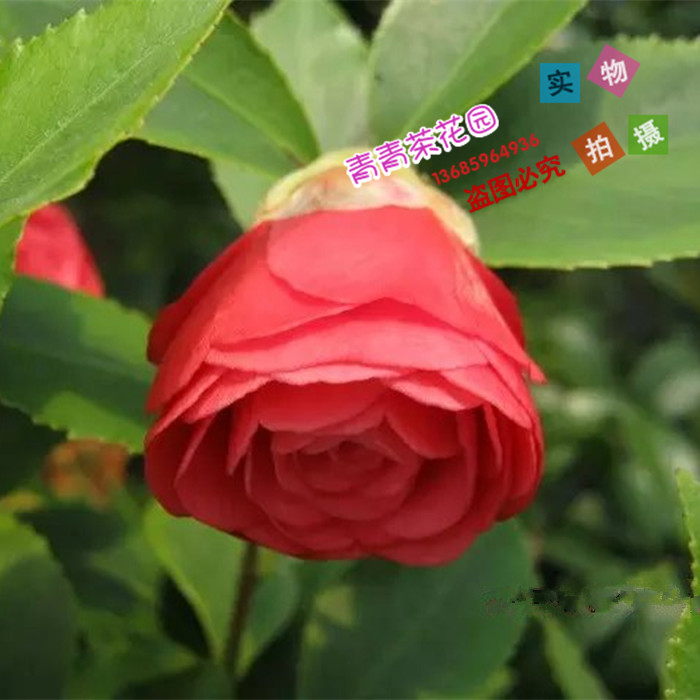 茶花苗百万富翁彩色苗木花叶共赏茶花带花苞阳台花卉盆栽热卖包邮