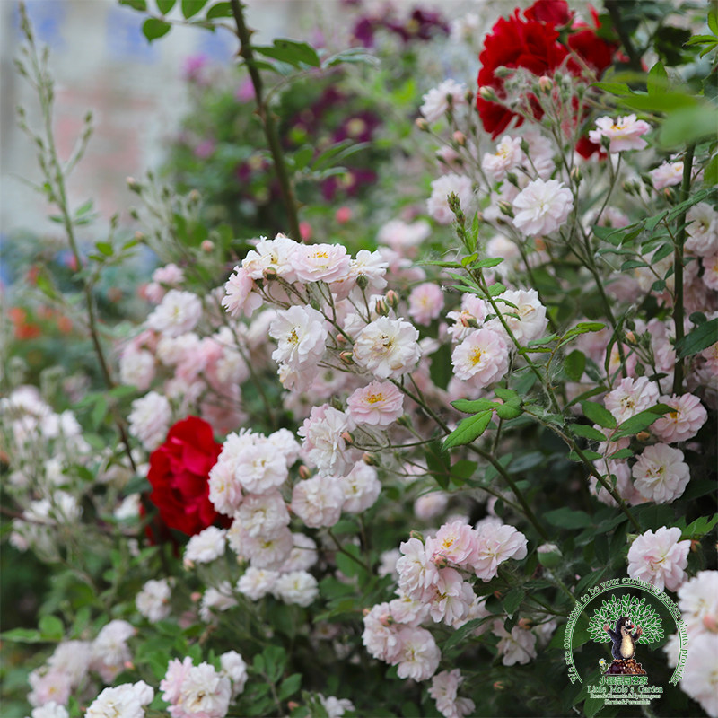 小鼹鼠园艺家爬藤月季花苗呼吸香水藤本清新浓香多头开花秋季多花,淘宝优惠券,粉丝福利购,淘宝优惠卷