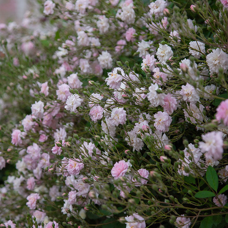 小鼹鼠园艺家爬藤月季花苗呼吸香水藤本清新浓香多头开花秋季多花,淘宝优惠券,粉丝福利购,淘宝优惠卷