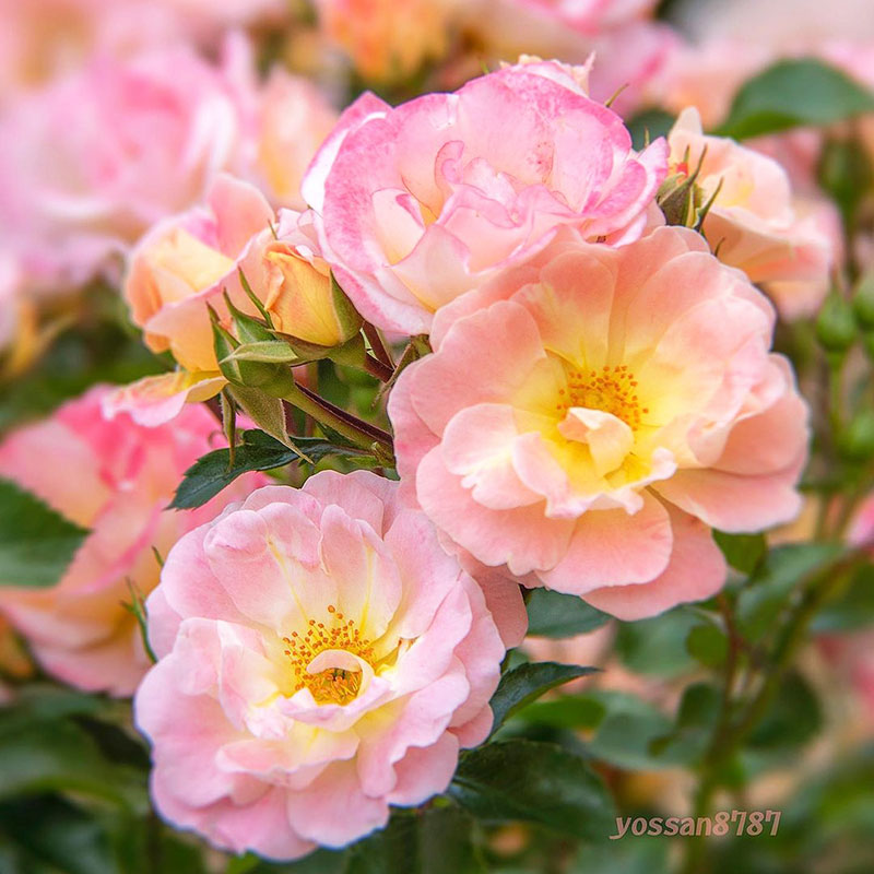 280天持续开花桃色地被月季花苗漂流紧凑盆栽型低维护花期长,淘宝优惠券,粉丝福利购,淘宝优惠卷