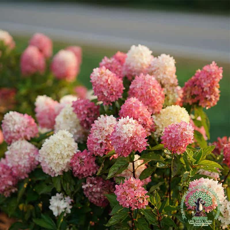 小鼹鼠园艺家圆锥绣球花苗香草草莓秋花粉色耐寒耐晒无需遮阴包邮 小鼹鼠园艺家 淘优券