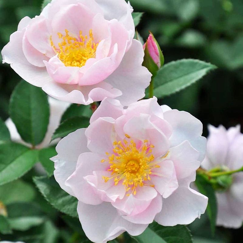 小鼹鼠园艺家灌木月季一见钟情丰花半重瓣美人尖,淘宝优惠券,粉丝福利购,淘宝优惠卷