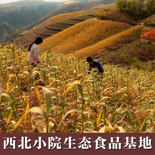 【羊粪种植】米脂黄小米农家自产2025新小黄米 杂粮粥陕北月子米 - 图0