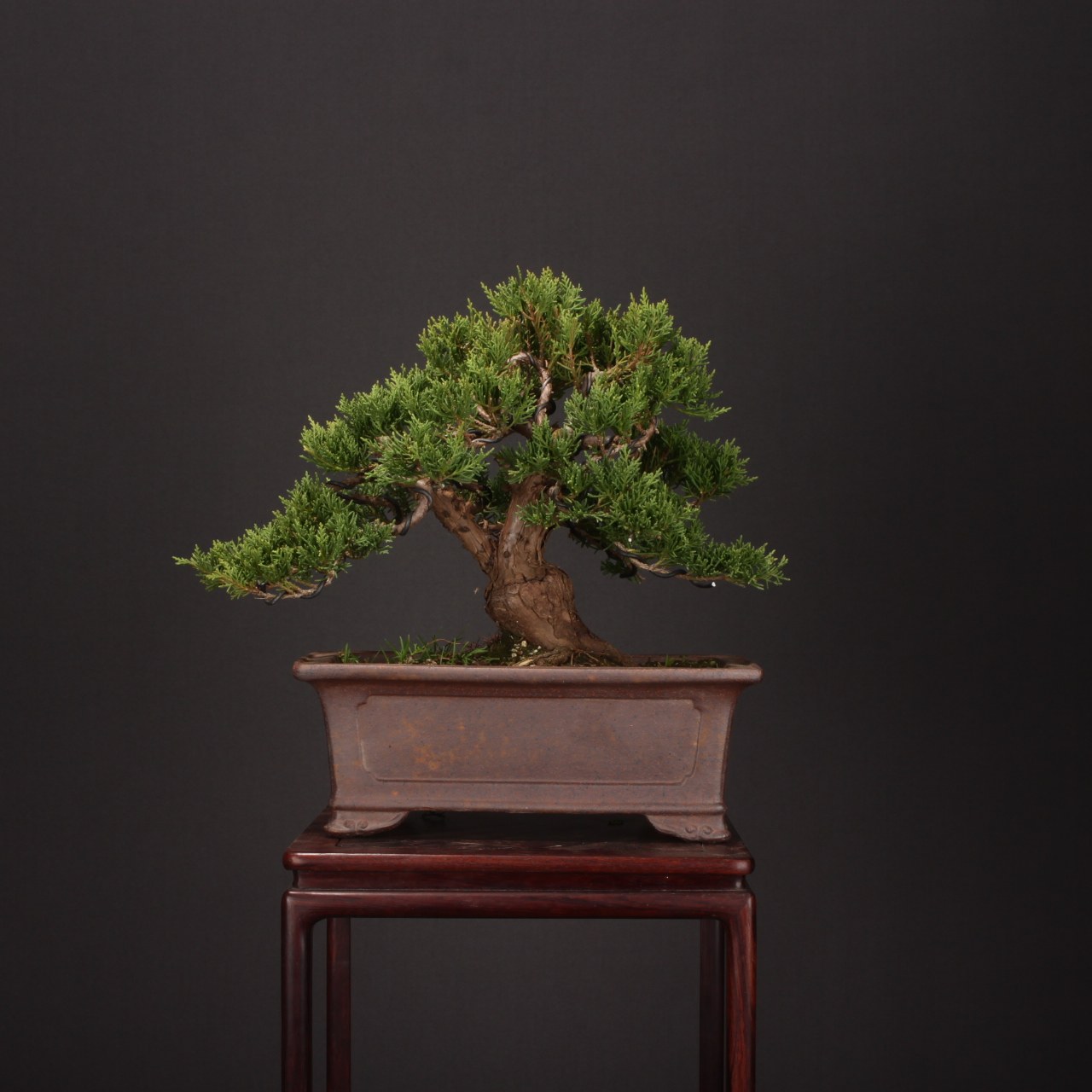 日本进口名贵松柏盆景宫阪八房米叶系鱼川纪州济州真柏盆景舍利干,淘宝优惠券,粉丝福利购,淘宝优惠卷