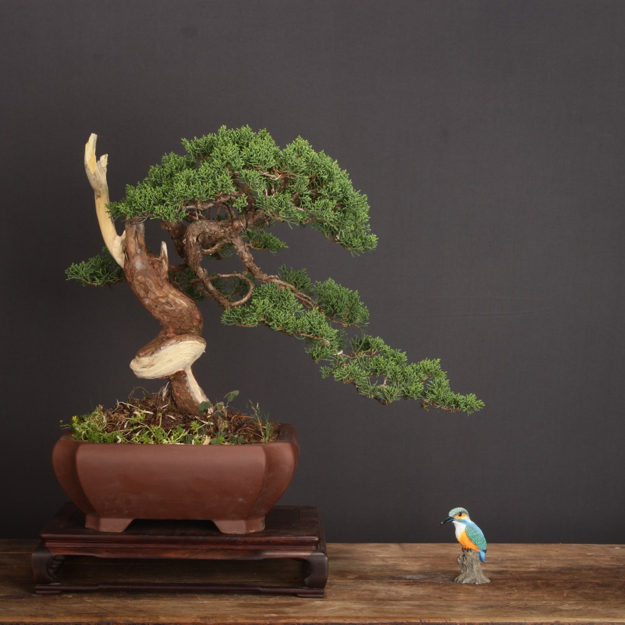 日本进口名贵松柏盆景宫阪八房米叶系鱼川纪州济州真柏盆景舍利干,淘宝优惠券,粉丝福利购,淘宝优惠卷