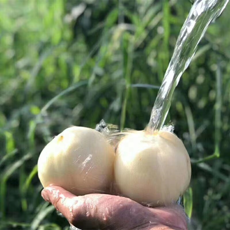 白桃桃子超甜水蜜桃新鲜脆甜可口奶油大桃子应季时令水果五斤包邮 - 图1